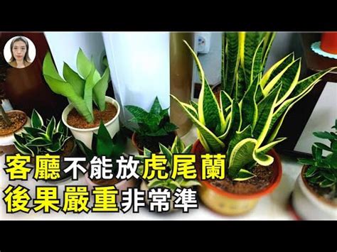 招财虎尾兰风水|虎尾蘭風水擺放禁忌：避厄運，這些地方別擺放！ 